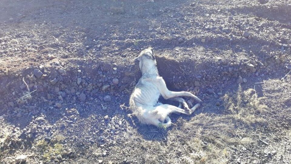 Vicdanları sızlattı!