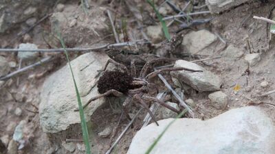 Mersin'de görüntülendi! Hepsini üzerinde taşıyor