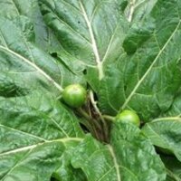 Güzelavrat otu nedir?