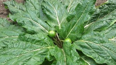 Güzelavrat otu nedir?