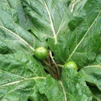 Güzelavrat otu nedir?