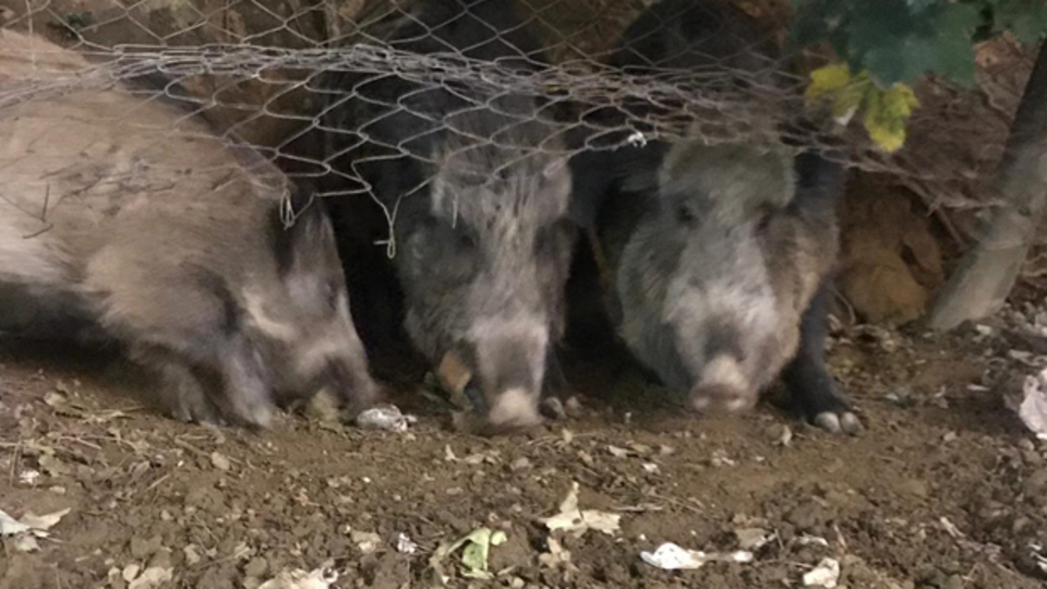 Şehre inen domuzları Alkan'ın eşi besledi