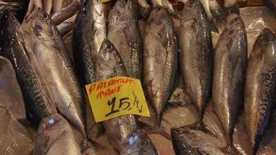 'Palamut' diye satıyorlar! Etikete değil, etine baksınlar