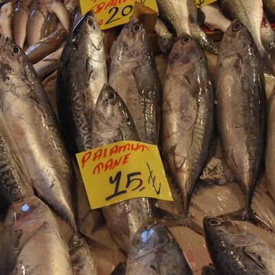 'Palamut' diye satıyorlar! Etikete değil, etine baksınlar