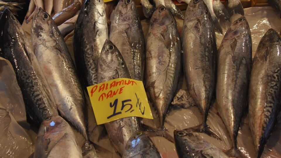 'Palamut' diye satıyorlar! Etikete değil, etine baksınlar