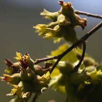 İşte fındık ihracatında yeni rota