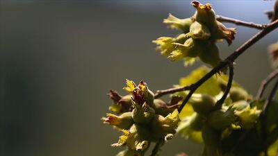 İşte fındık ihracatında yeni rota