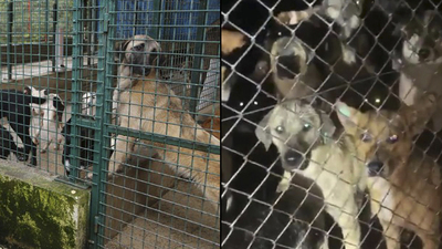 O barınak için ibretlik ceza!