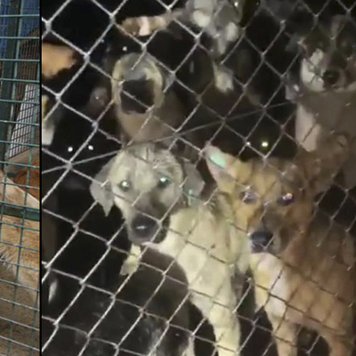 O barınak için ibretlik ceza!