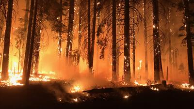 DEAŞ ormanları hedef gösterdi