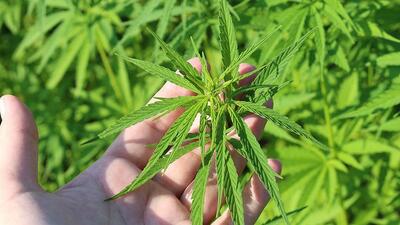 Tarımsal desteklere "girdi maliyeti" ayarı