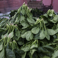 İstanbul İl Tarım Müdürlüğü'nden 'ıspanak' açıklaması