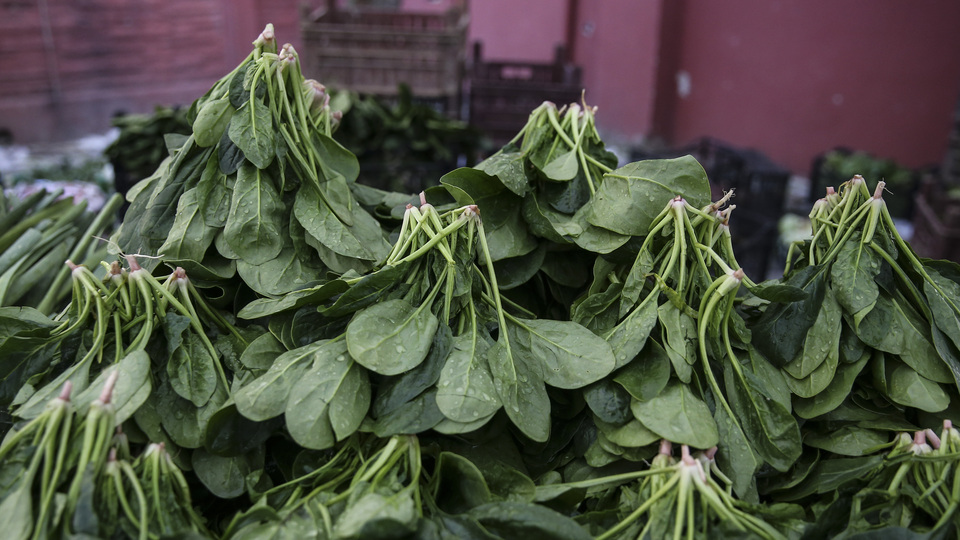 İstanbul İl Tarım Müdürlüğü'nden 'ıspanak' açıklaması
