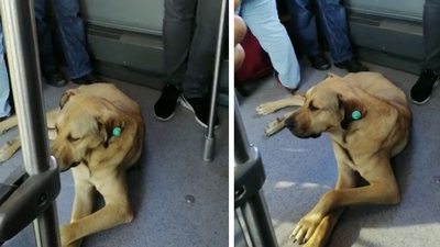 Metrobüse bindi, ilgiyle izlendi