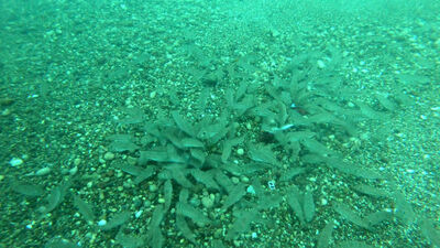 Saniyeler içinde yok etti!