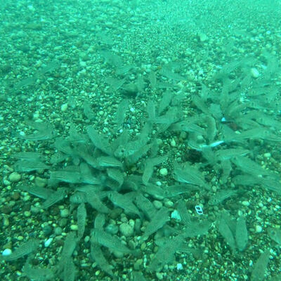 Saniyeler içinde yok etti!