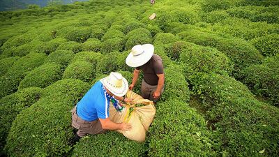 Çaykur neden zarar etti? Çaylar devletten!