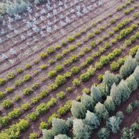 TT'den "Geleceğe Nefes" için 38 bin 540 fidan