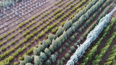 TT'den "Geleceğe Nefes" için 38 bin 540 fidan