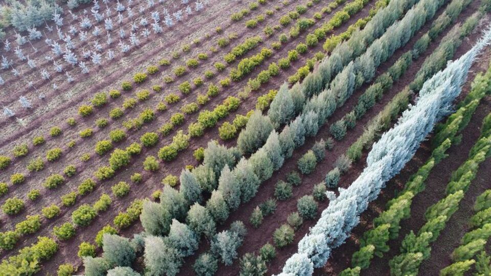 TT'den "Geleceğe Nefes" için 38 bin 540 fidan