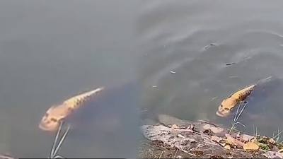 Yüzü şaşkına çevirdi!