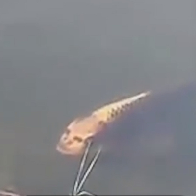 Yüzü şaşkına çevirdi!