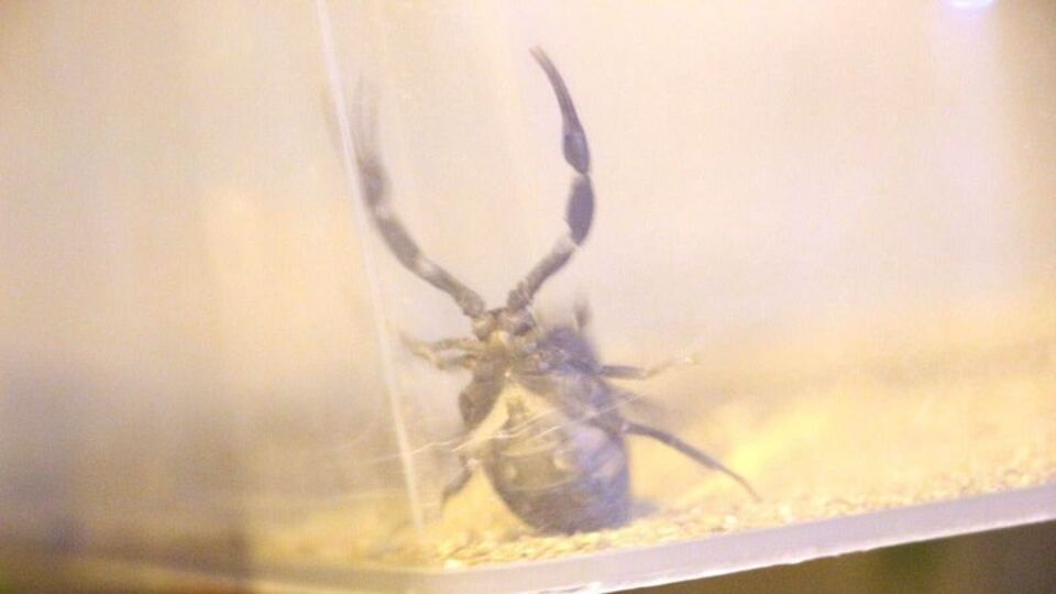 Baskında ortaya çıktı! 217 adet...