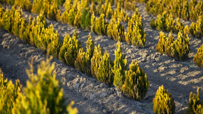 'Rekor' buluşma yarın 11.11'de!