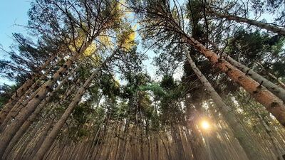 11 milyon fidan toprakla buluşuyor