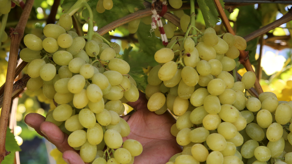 Her iki üzüm salkımından biri Rusya'ya gitti