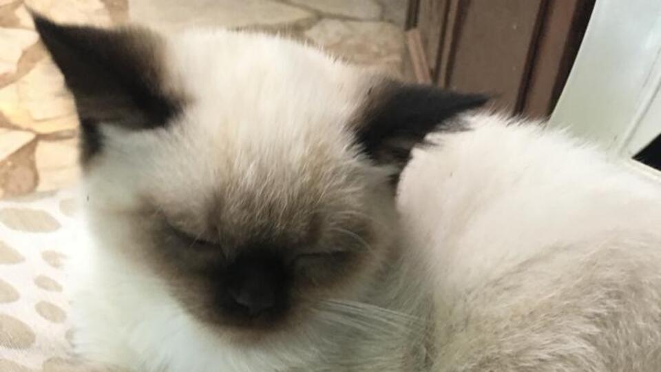 Kedisi çalınan savcı suç duyurusunda bulundu