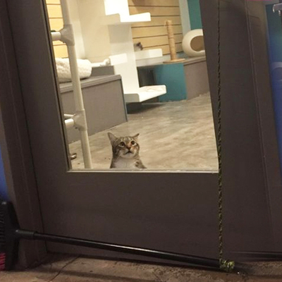 Belalı kedi!