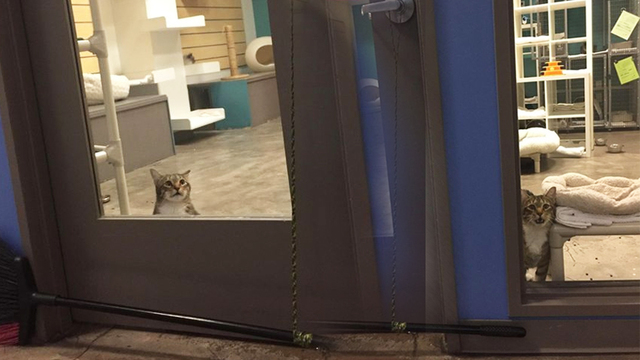 Belalı kedi!