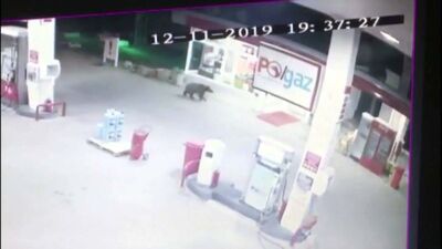Akaryakıt istasyonunda ayı paniği