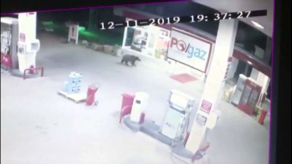 Akaryakıt istasyonunda ayı paniği