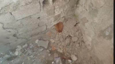 Duvara sıkışan kedi için operasyon