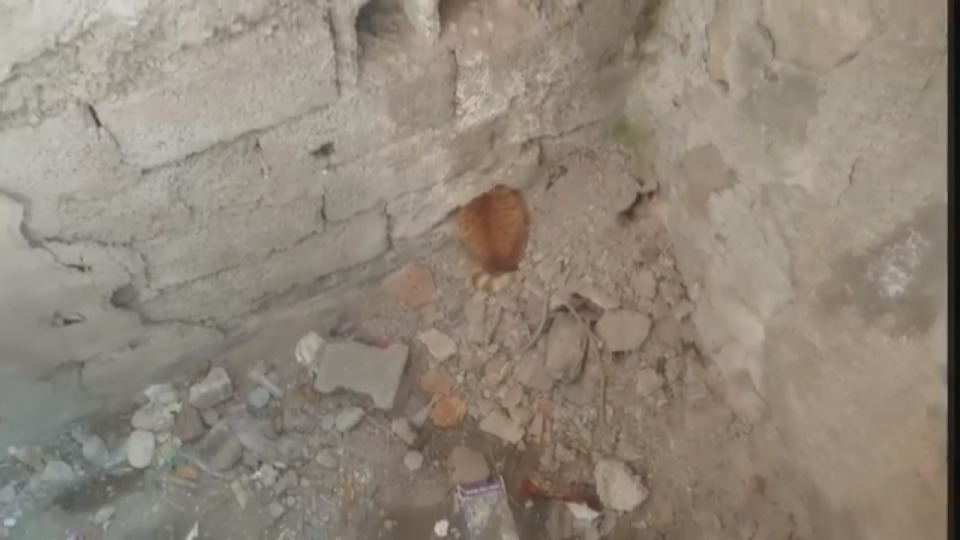 Duvara sıkışan kedi için operasyon