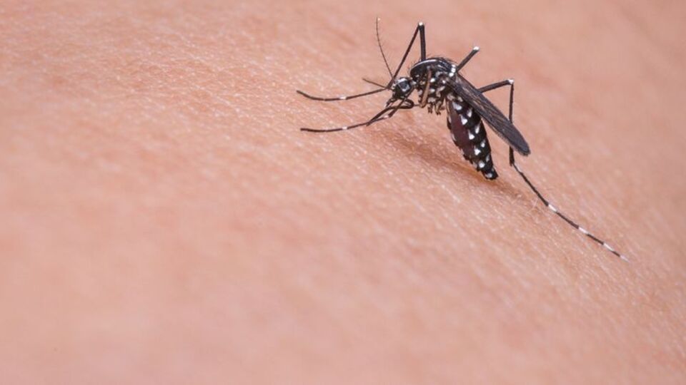 Hindistan'da dang humması salgını