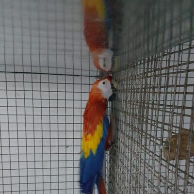 İstanbul’da ‘Papağan’ operasyonu