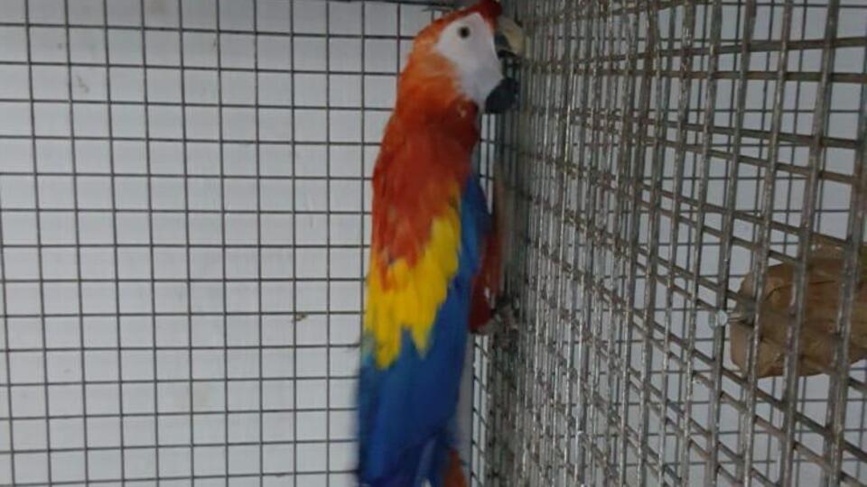 İstanbul'da 'Papağan' operasyonu