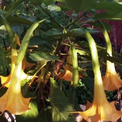 Yediklerine pişman oldular!