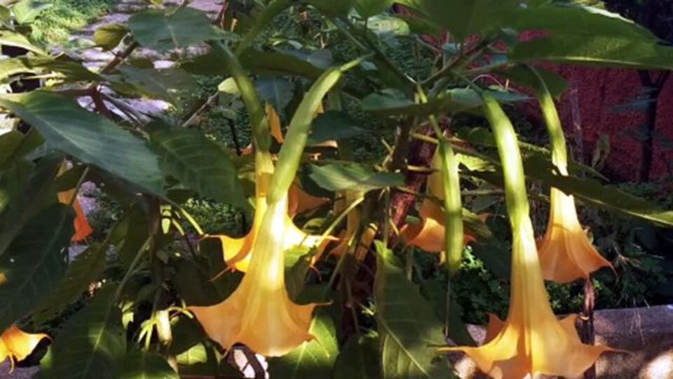 Yediklerine pişman oldular!