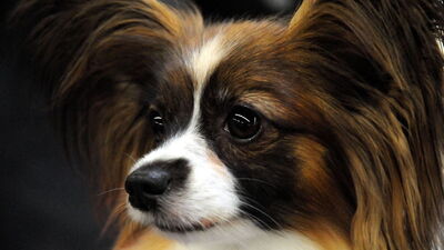 Rüyada köpek görmek ne anlama gelir?