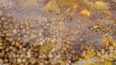 Çiftçilere 'patates siğili' desteği