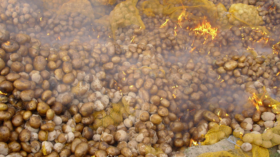Çiftçilere 'patates siğili' desteği
