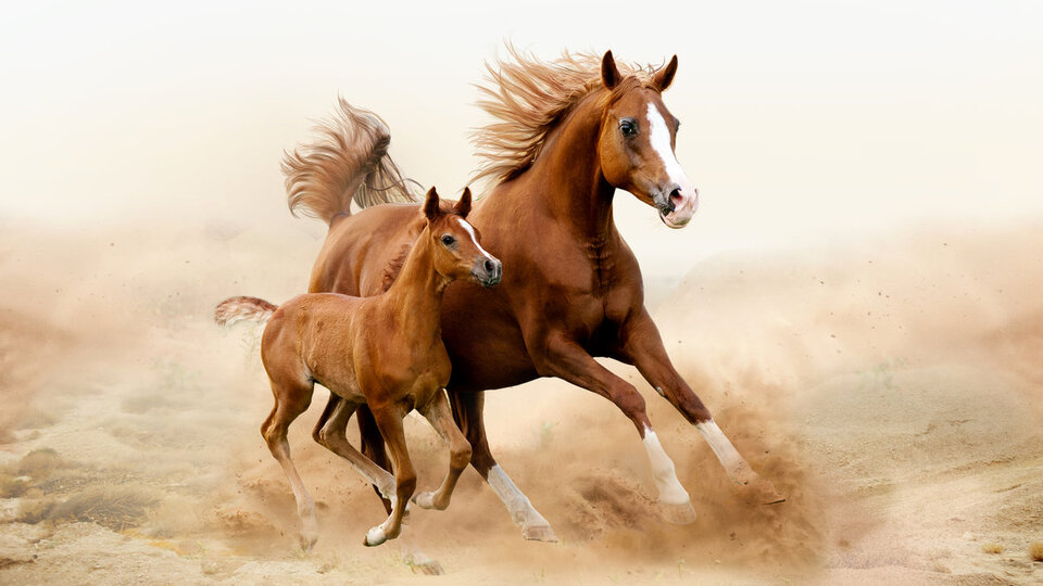 Rüyada at görmek ne anlama gelir?