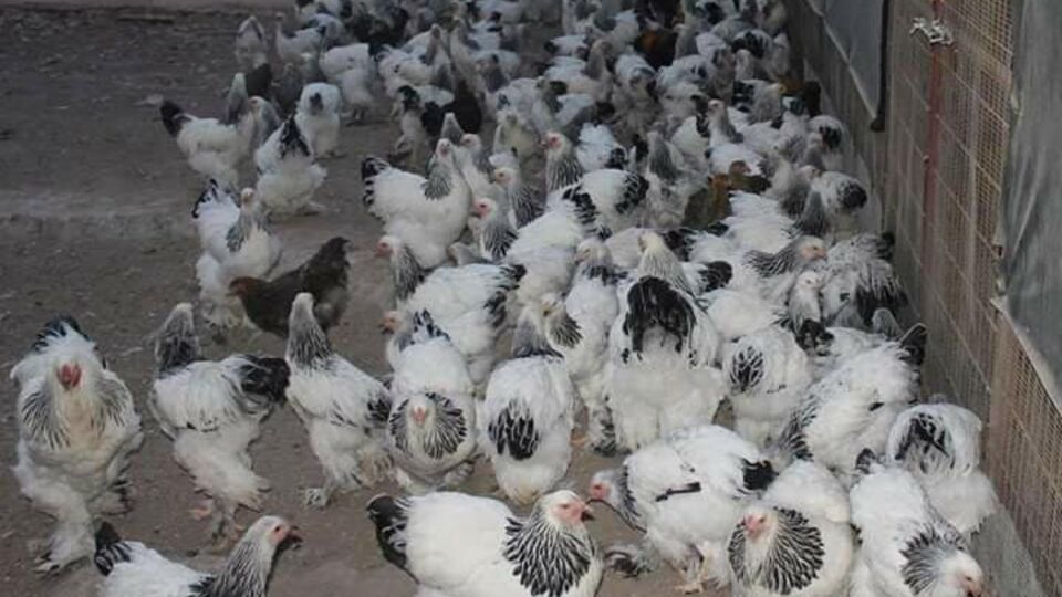 Rüyada tavuk görmek ne anlama gelir?