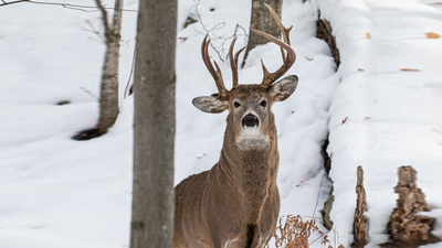 Milyonda bir rastlanır! Fotoğrafta fark etti