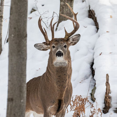 Milyonda bir rastlanır! Fotoğrafta fark etti