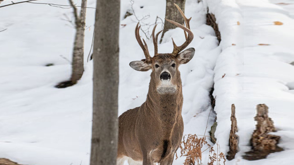 Milyonda bir rastlanır! Fotoğrafta fark etti